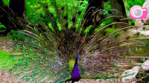 peacock dance in this video