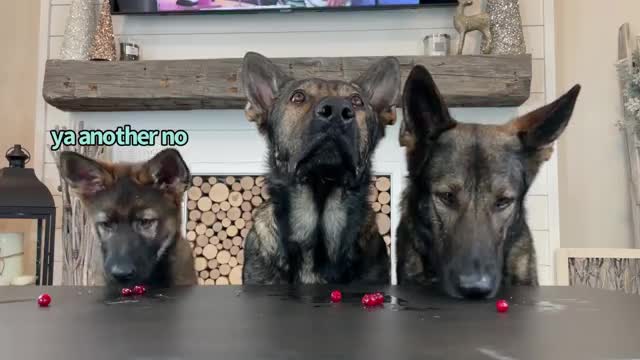 3 German Shepherds Review Foods