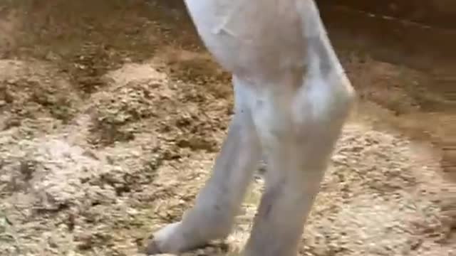 2022-8-7 Treats time