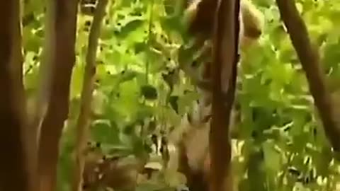 Funny 😂🤣 monkey
