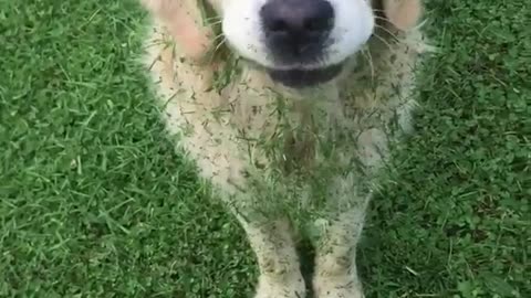 Dog eating grass thats being mowed