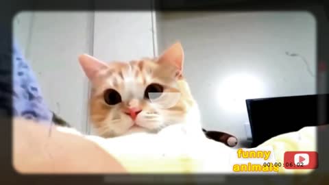 Funny cats Compilation