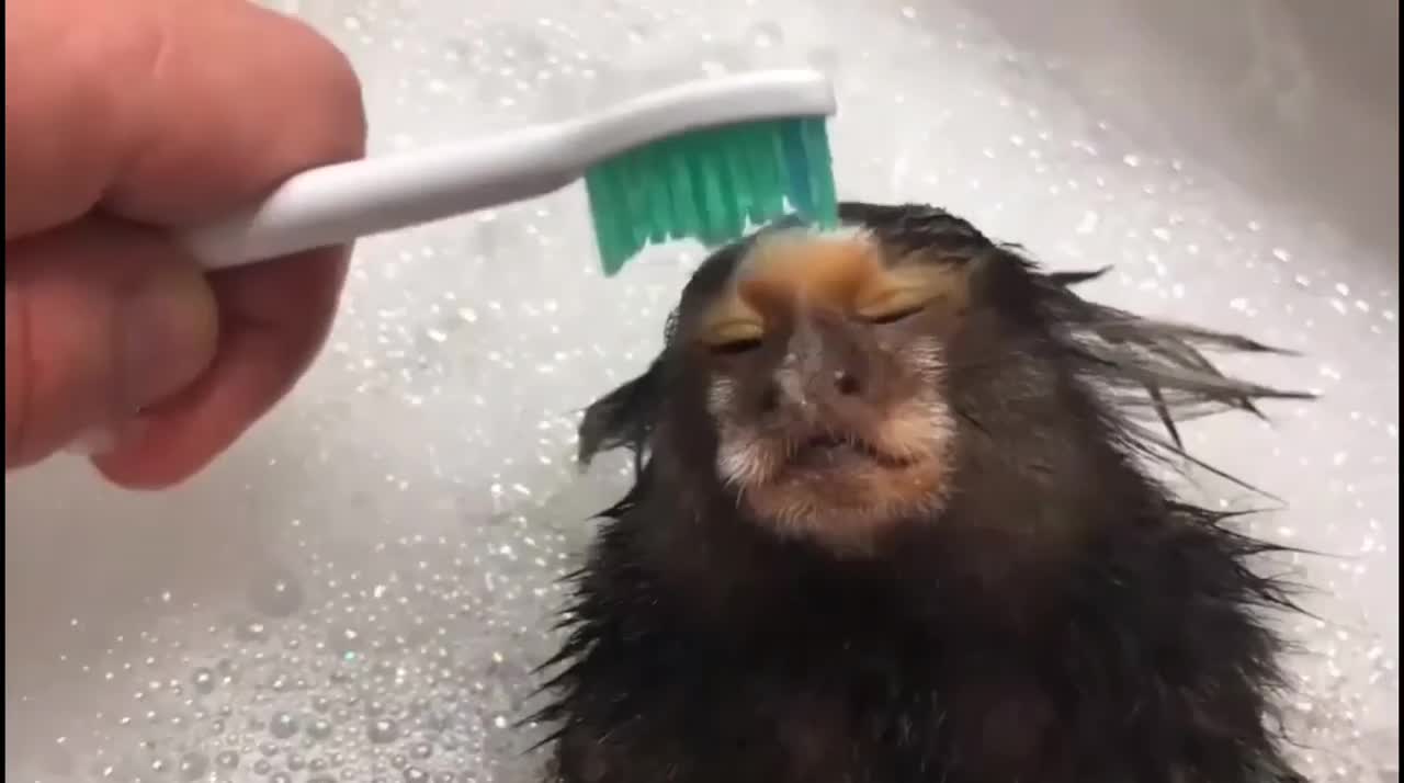 FINGER MONKEY - Cute and funny video of Common Marmoset Monkey 2021