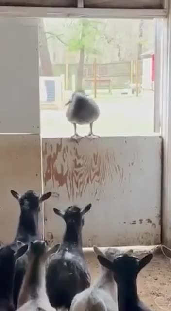 I am your new leader