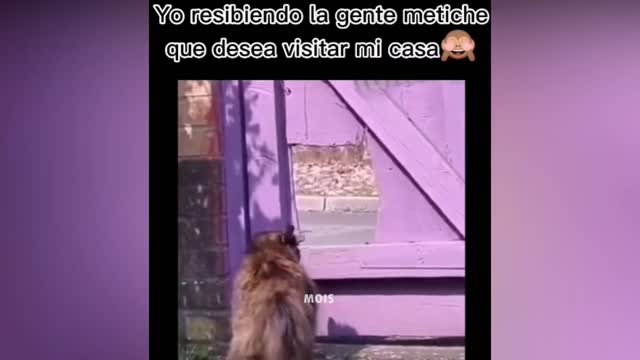 SI TE RÍES PIERDES NIVEL DIOS 😹 999.99% IMPOSIBLE NO REÍRSE 😎 Vídeos De Risa Muy Graciosos 2022