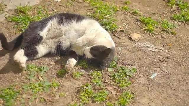 Greek 🙀 Cat Daily Life the Itchy cat 😊 Sony SLT-A33 + Minolta AF 50mm