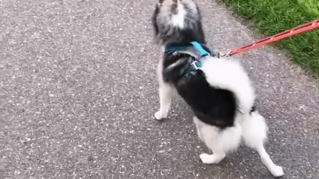 Cute dog funny moment 2021 | dog very funny video| cute honny