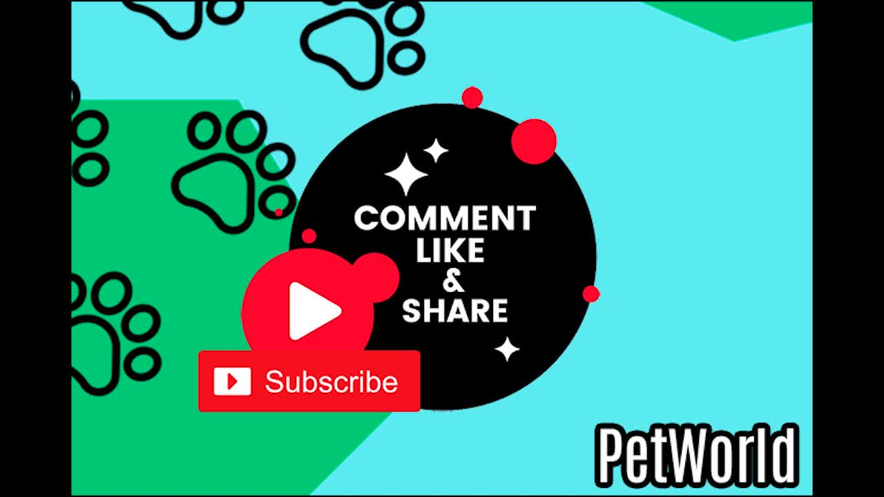 Best animals and pets videos