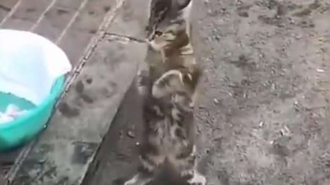 Dancing Cat