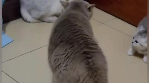 Cat Fight #shorts