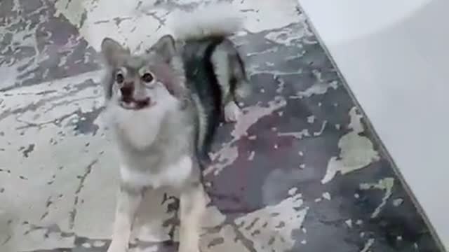 Dog dancing time