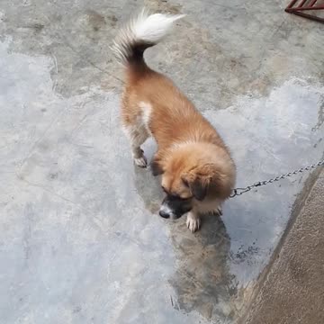 Guess what breed this dog is?