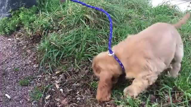 manfred the Cocker spaniel 9 Weeks old(3