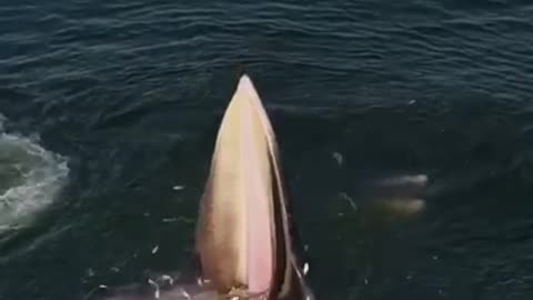 A whale caught fish in the Gulf of Thailand