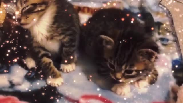 What did the two little cuties do last night and dozed off during the day, too cute