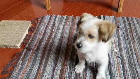 ¡El gato lindo no quiere hacerse amigo de un cachorro lindo!