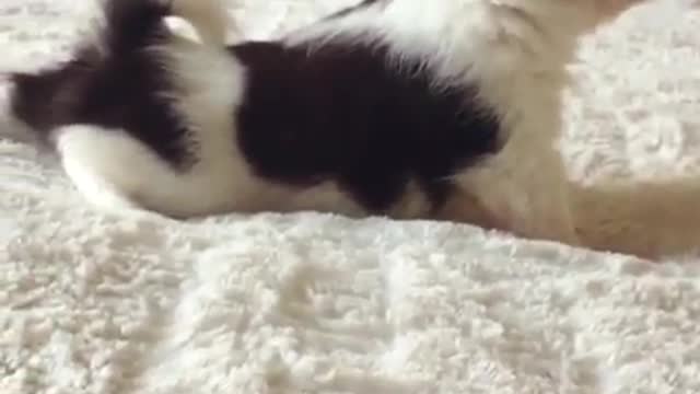 puppy