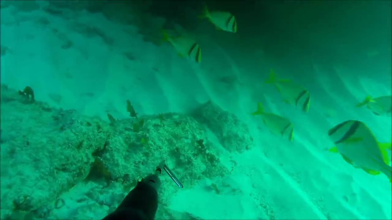 Spearfishing big BARRACUDA 20 kg. Подводная охота барракуда 20 кг.-3