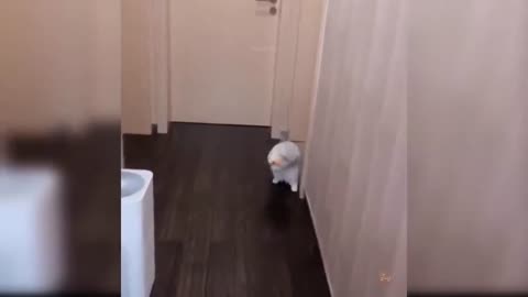 Cat Catches The Ball