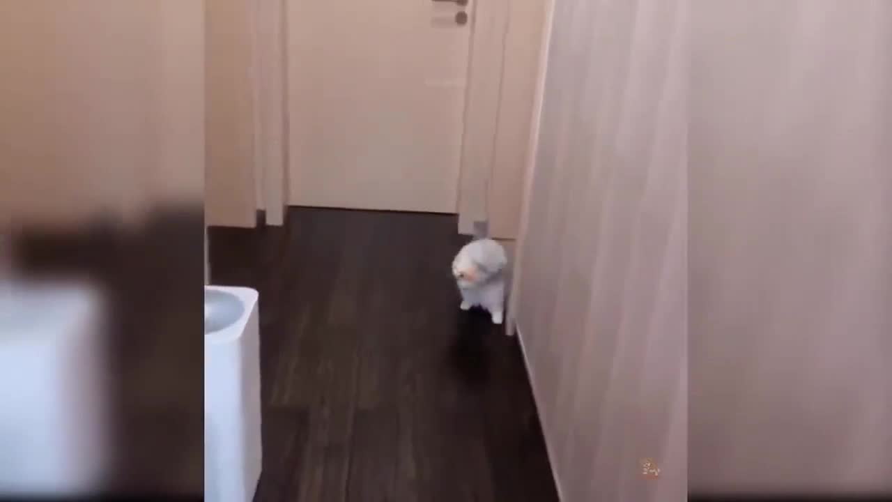 Cat Catches The Ball