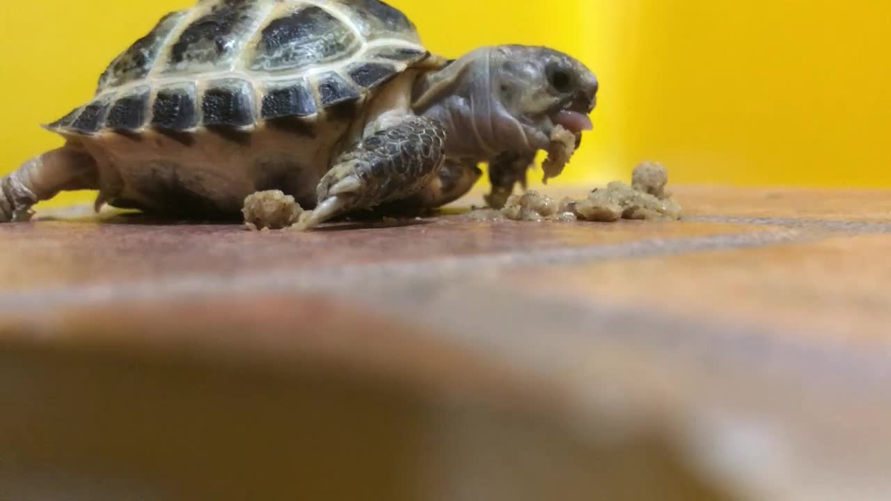 Super cute tortoise eating