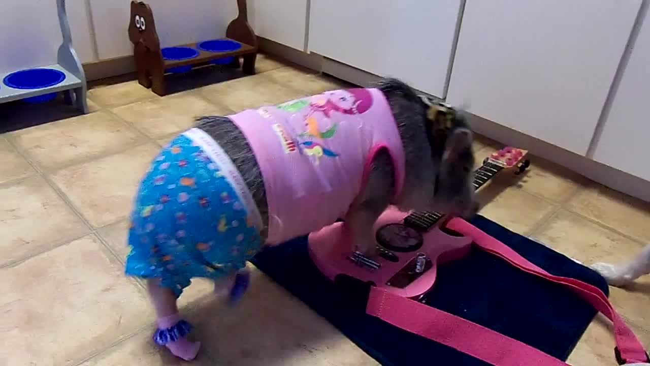 Pig in pajamas plays the guitar