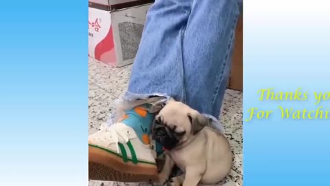 Laugh Watching Funniest Animal Compilation 2020