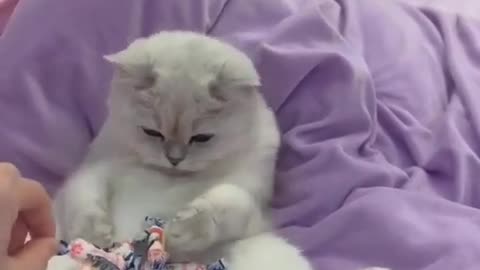 Playing with Cat