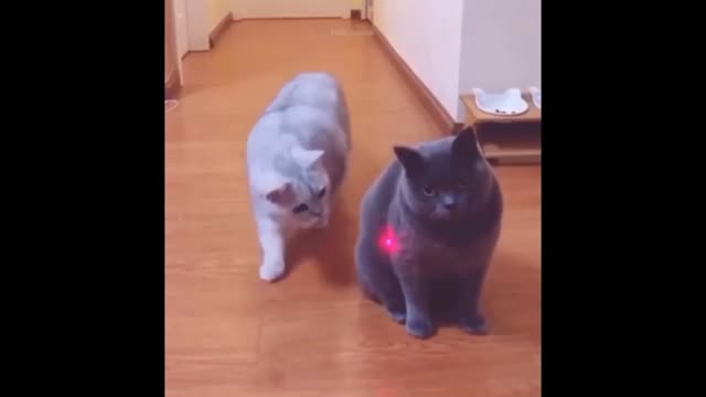 Cute Funniest Cat Videos