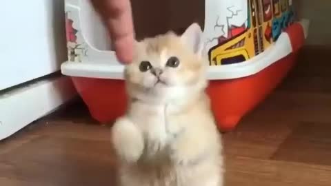 Cute cat Masti time😍