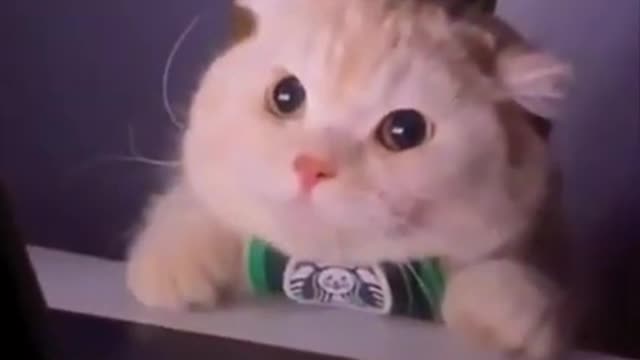 Best Funny Cats Videos | Cute Cats