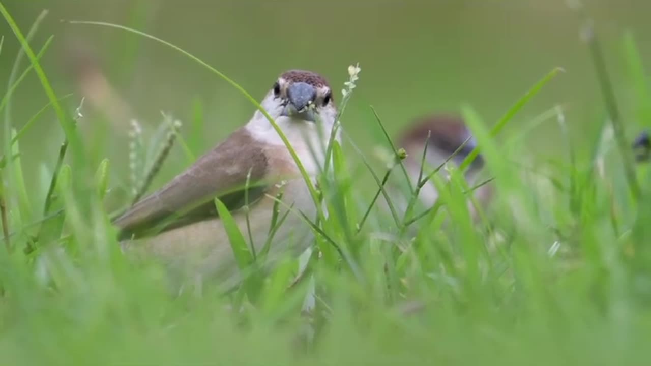 Wildlife in closer view with a natural perspective.