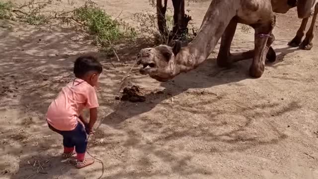 Little child gives camel training to sit