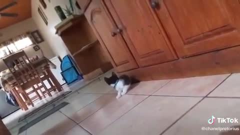 Cat heart attack