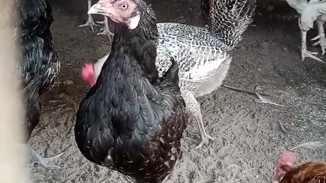 #shorts #trending #fashion #curvymodel #viral #instashorts #instavideo