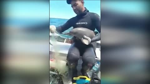 Dolphin Rescue