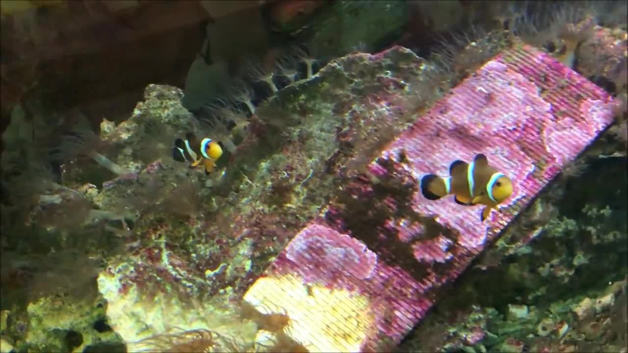 Nemo Clownfish