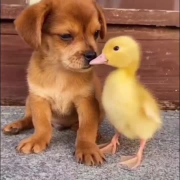 A Baby Dog Paying With A Small