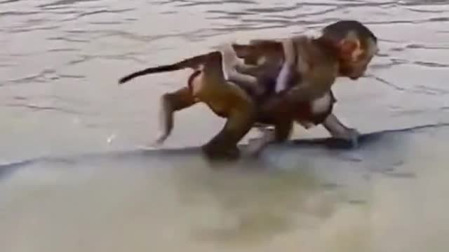 The mother jumped into the water bravely to save the little monkey