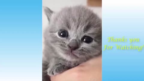 可爱的宠物-猫搞笑 Cute pet-funny cat