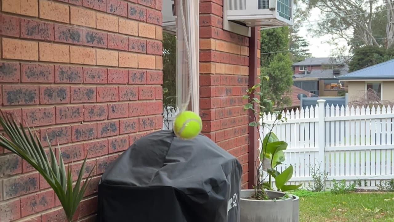 Best Birthday Present For Ball-Obsessed Dog