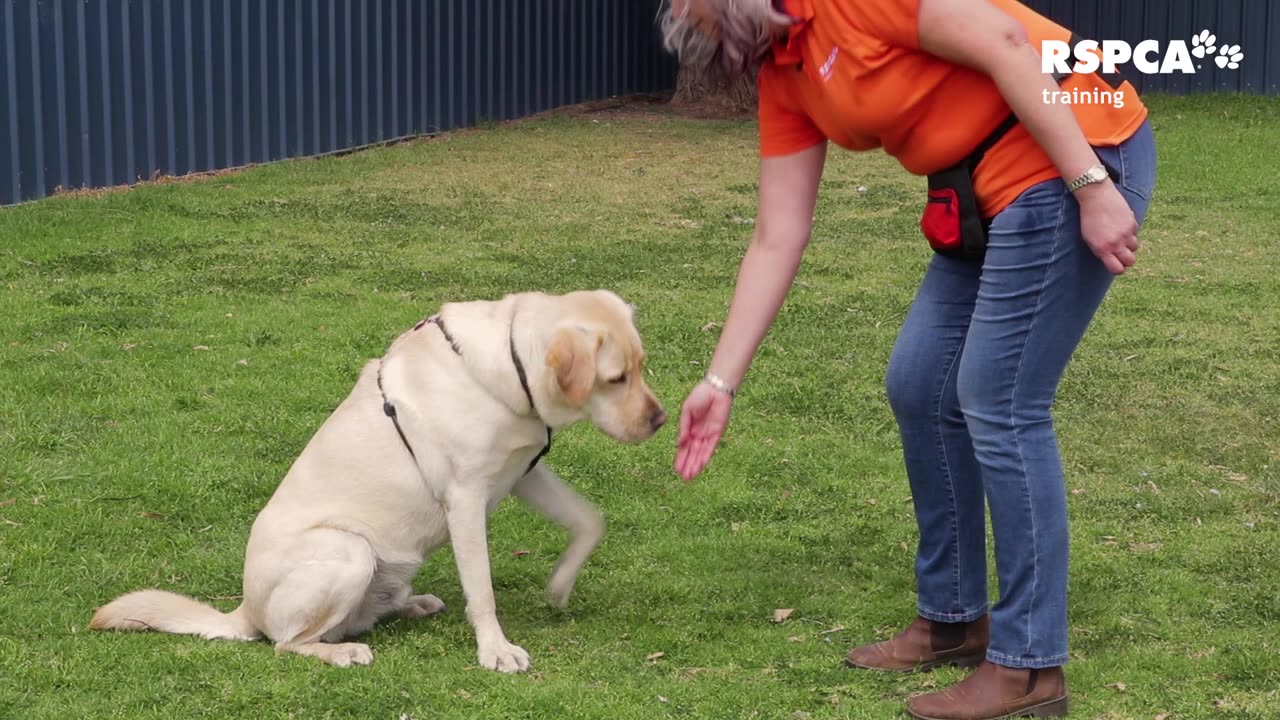 Lesson 6: how to teach your dog tricks