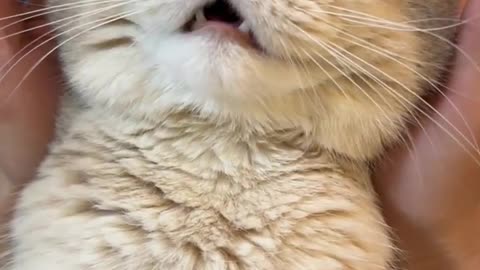 Super decompression of the cat squeeze squeeze!
