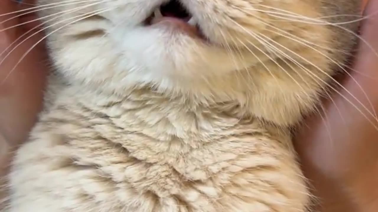 Super decompression of the cat squeeze squeeze!