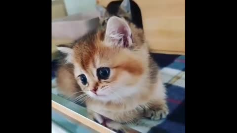 CUTEST CATS - Funny and Cute Animals Videos Compilation