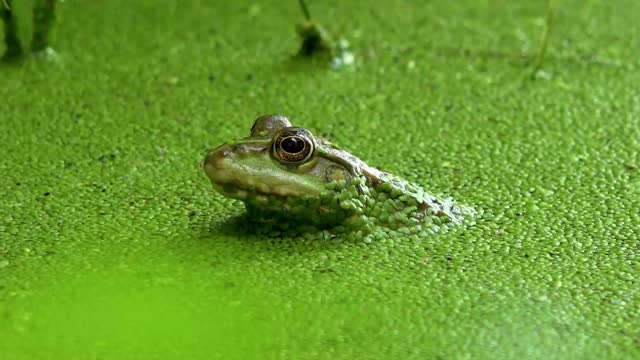 A black spotted frog waiting for food in a swamp