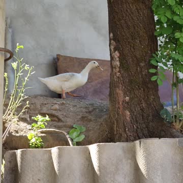 Geese geese ha ha ha