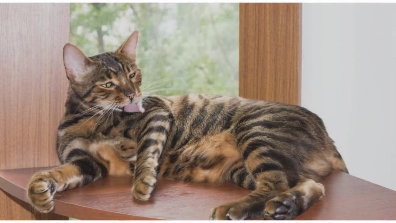 Toyger Cat 101 : Breed & Personality