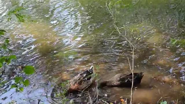 So Cute Duck Sisters