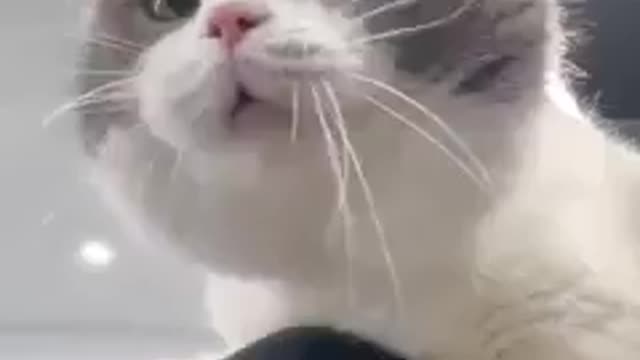 Baby Cats - Cute and Funny Cat Videos Compilation #52 || Exlamation Animals